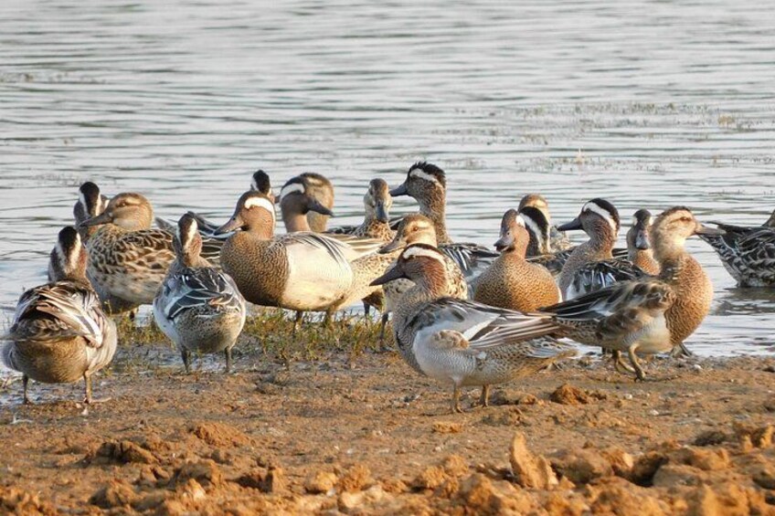 A group of ducks by a muddy shore. 5