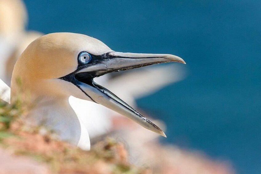 A close-up of a bird with a long beak and a white head. 3
