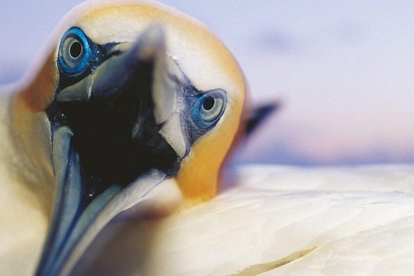 A close-up of a bird with a yellow head and black beak. 4