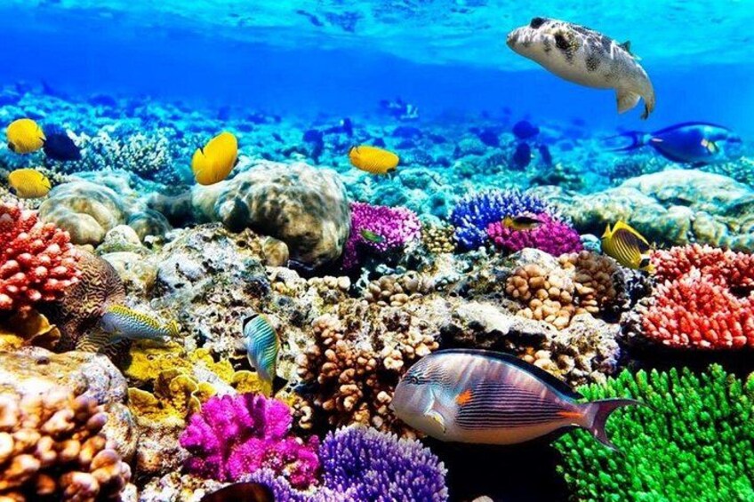 Mnemba Island Dolphin Tour, Clear Kayak, Cooking Class Tour, Horseback Riding. 2