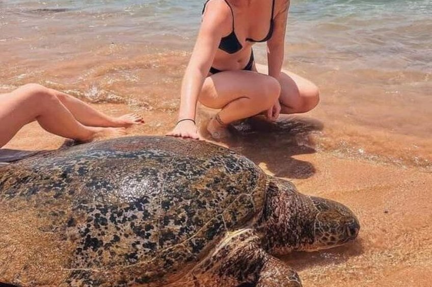 Una persona sentada en la playa con una tortuga marina. 2