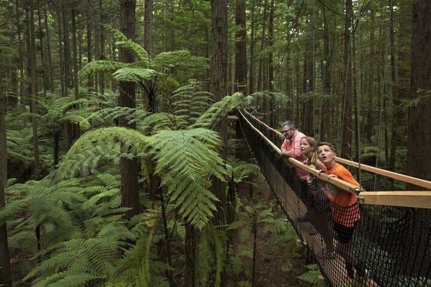 Restorative Wellness & Forest Treewalk Private Tour From Auckland 5