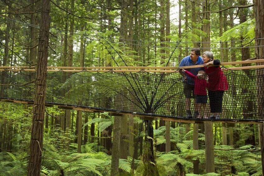 Restorative Wellness & Forest Treewalk Private Tour From Auckland 2