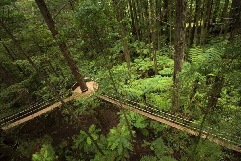 Restorative Wellness & Forest Treewalk Private Tour From Auckland 4