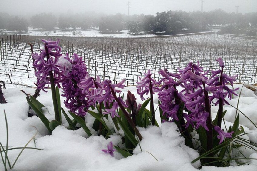 Des jacinthes violettes au milieu de la neige, un champ recouvert de neige et une vue lointaine sur un paysage urbain. 2