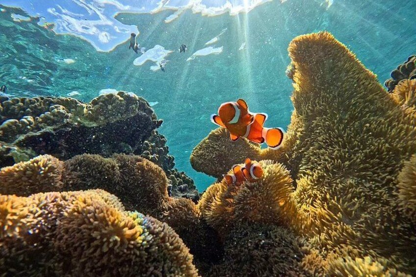 A coral reef with clownfish swimming among the corals. 5