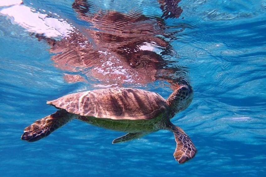 A sea turtle swimming in clear blue water. 2