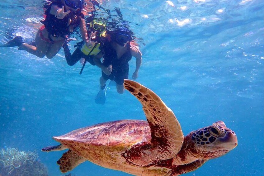 A sea turtle swimming underwater with two divers. 4