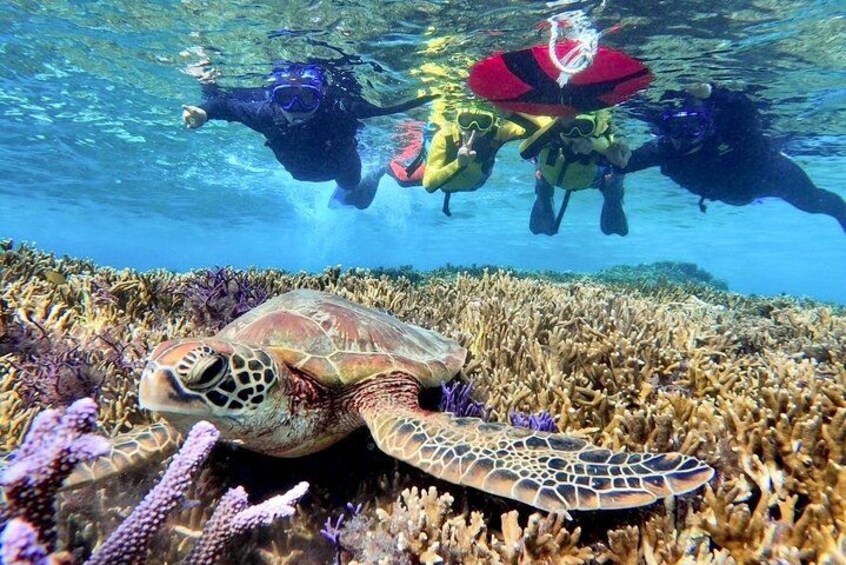 A sea turtle swimming near a coral reef with divers in the background. 3