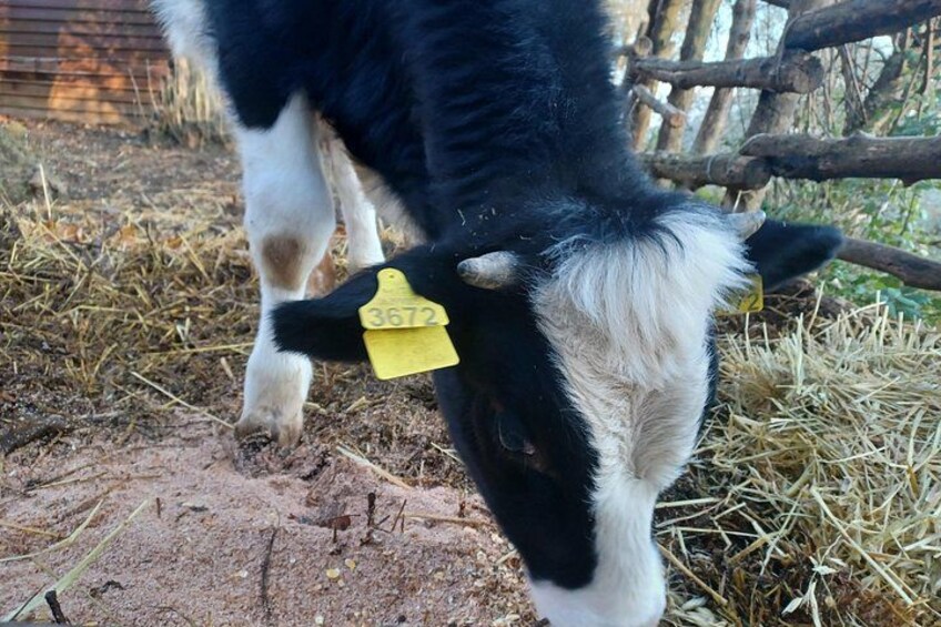 Authentic Farm Tour with Pizza, Cheese, Wine & Limoncello Tasting 3