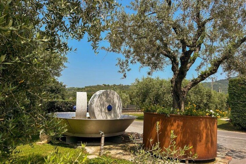 From Padua: Olive Oil & Wine in the Euganean Hills 2