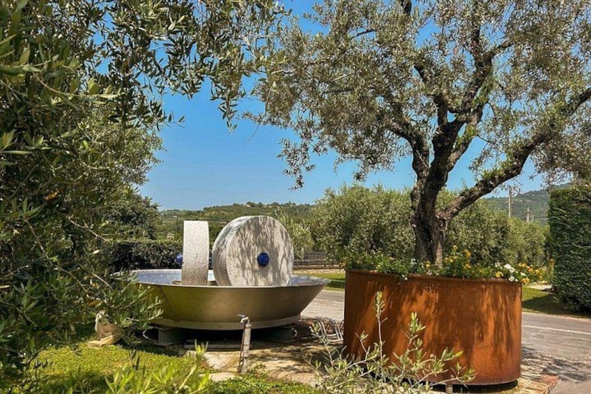 From Padua: Olive Oil & Wine in the Euganean Hills 2