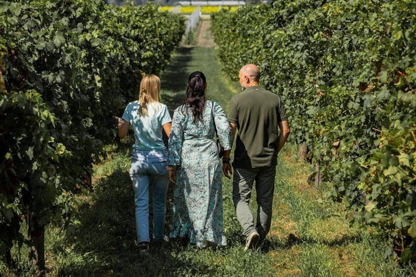 From Padua: Olive Oil & Wine in the Euganean Hills 1