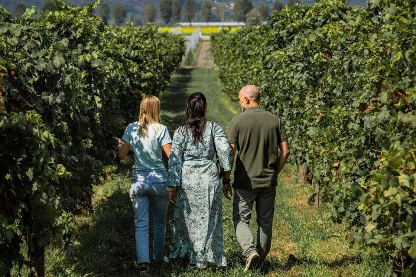 A vineyard with rows of grapevines. 1
