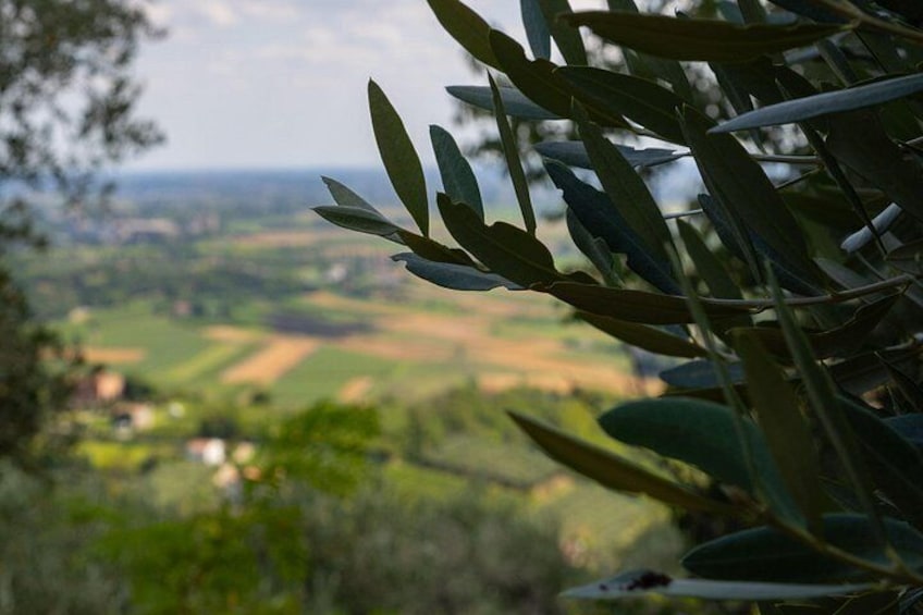 From Abano and Montegrotto: Oil and Wine Tour of the Euganean Hills 2