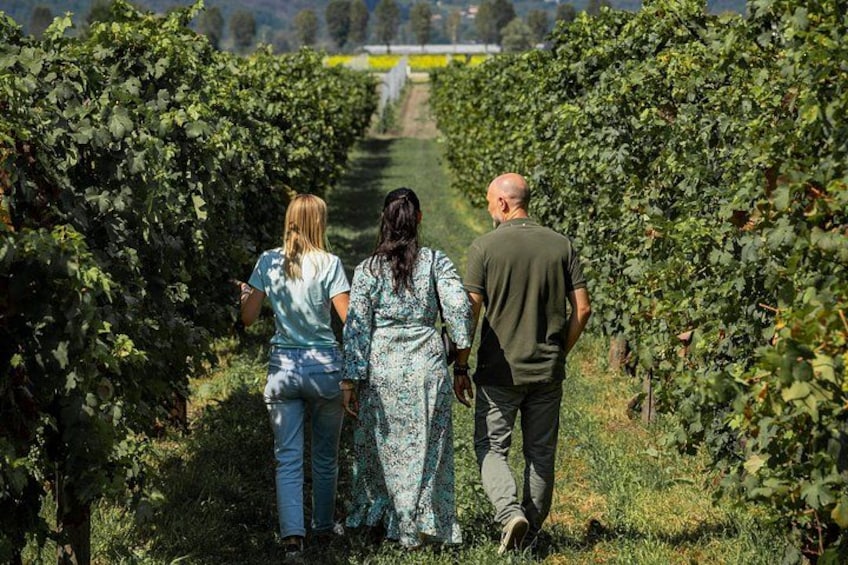 A vineyard with rows of grapevines. 1