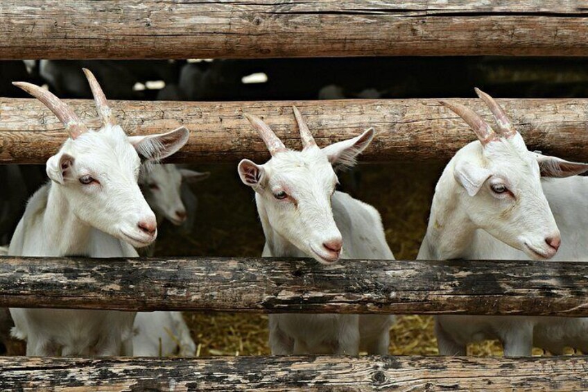 Three white goats with horns behind a wooden fence. 3