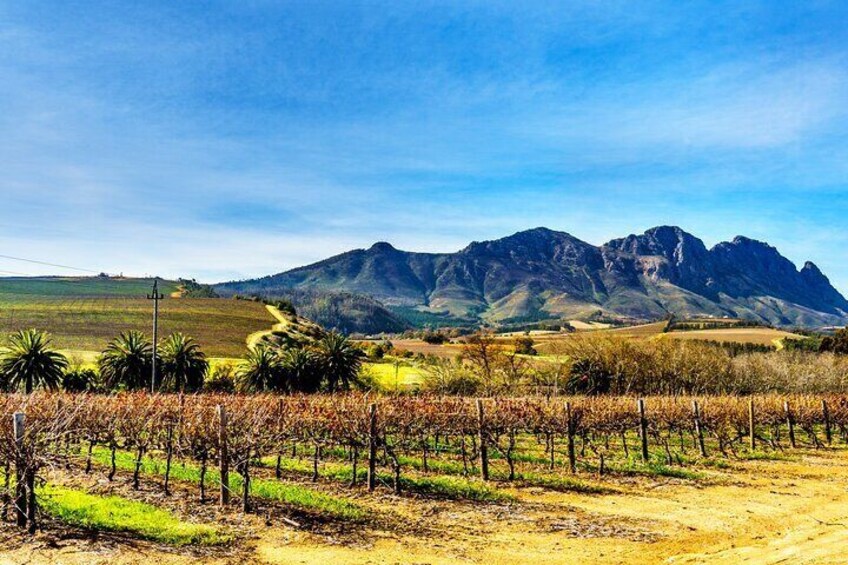 Wineland Wonders Private Tour: Cape Town’s Exquisite Journey 1