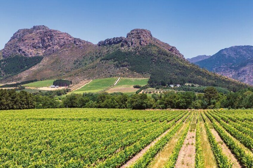 Wineland Wonders Private Tour: Cape Town’s Exquisite Journey 5