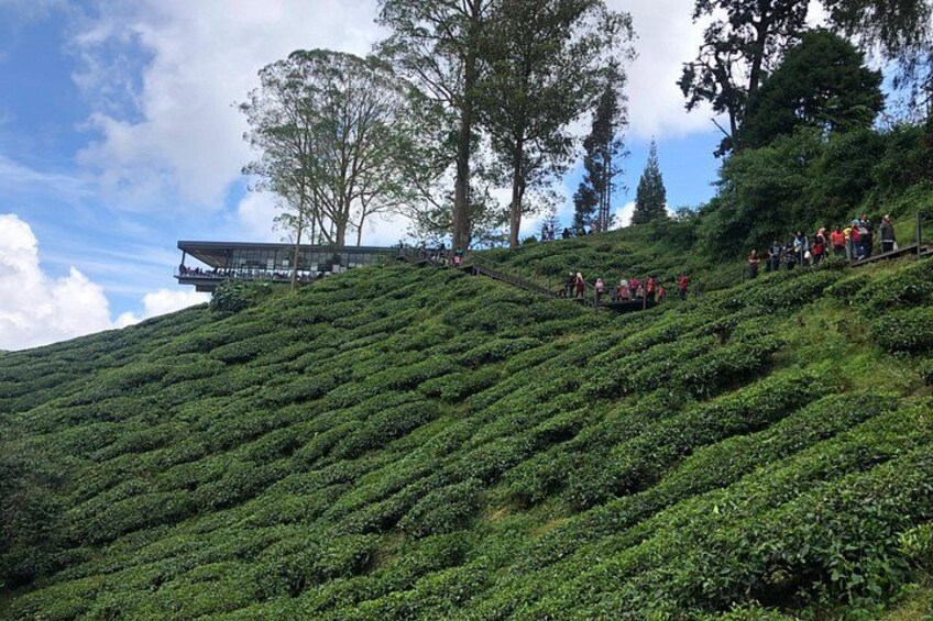 Una ladera con plantaciones de té y un edificio en la cima. 5