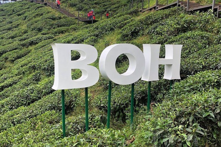 Un letrero con las letras 'BOH' en una plantación de té. 4