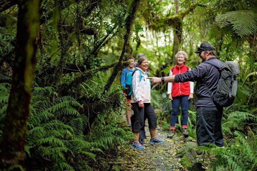A group of people hiking in a dense forest with ferns and moss-covered trees. 4