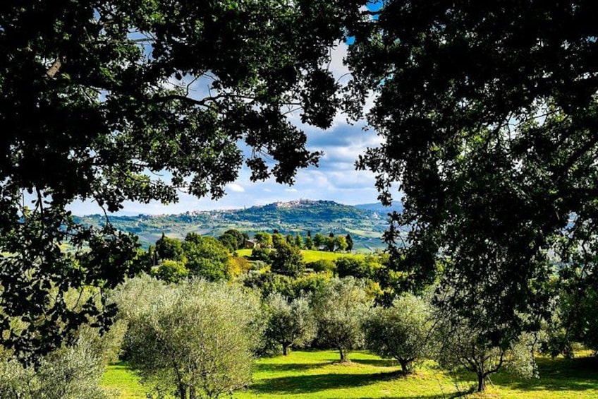 Lunch in the Olive Grove 2