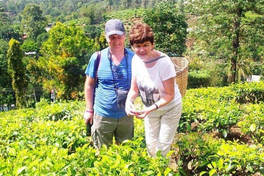 Two people walking through a lush green tea plantation. 5