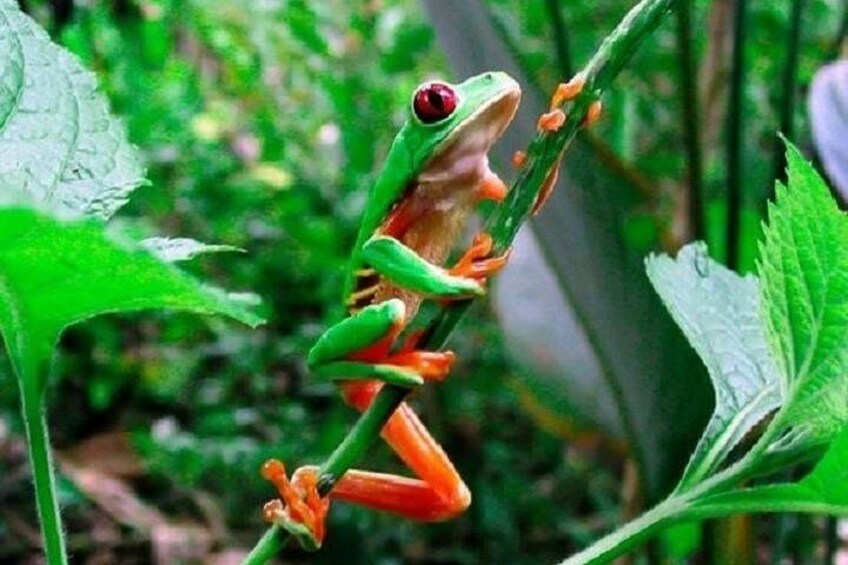 A green frog with red eyes perched on a green plant stem. 2