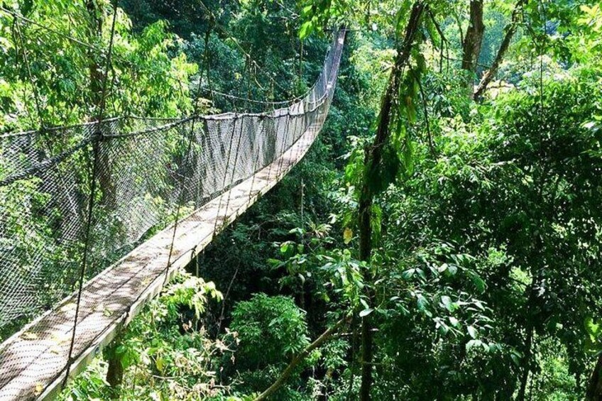 A suspension bridge in a dense forest. 4