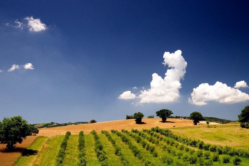 A landscape with rolling hills, a clear blue sky, and scattered trees. 1