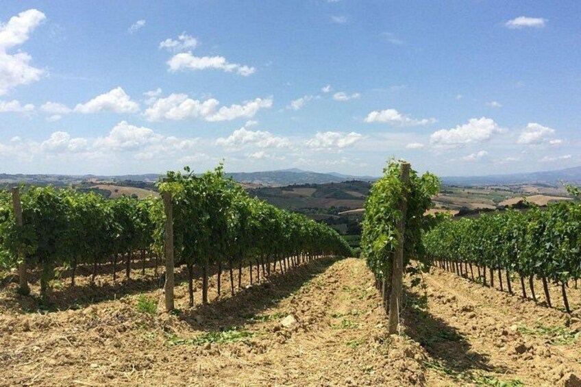 The Morellino vineyards 3
