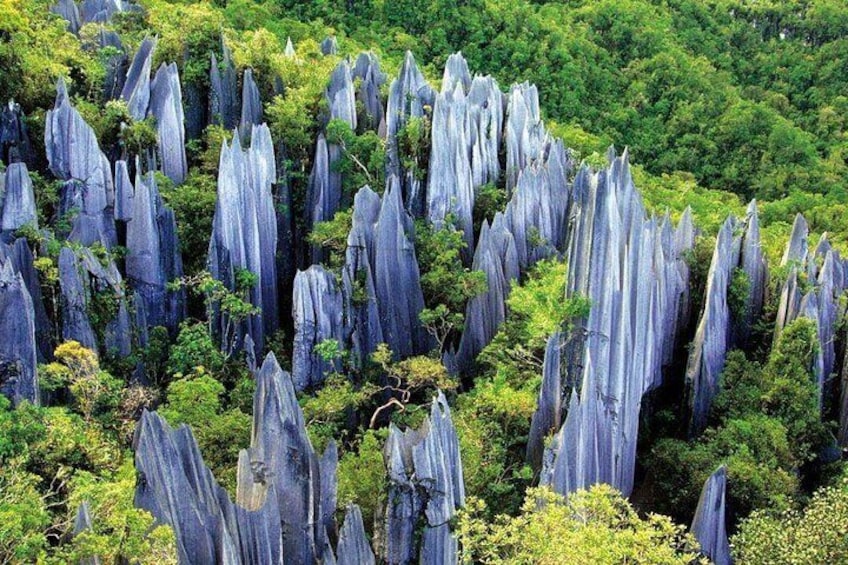 Stone Forest