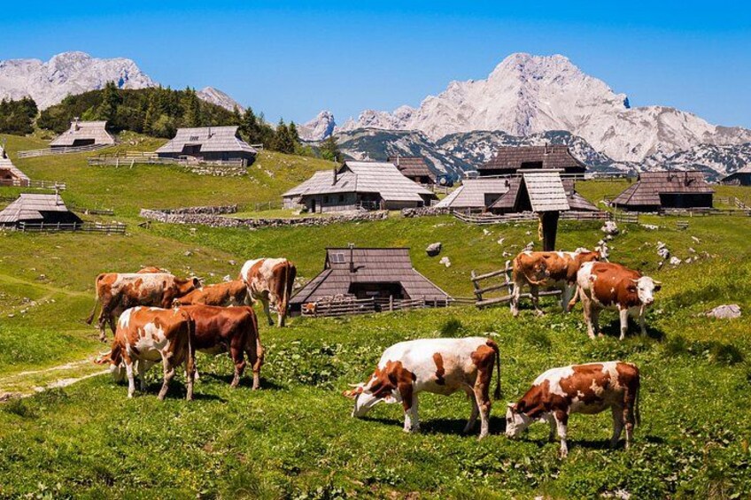 A mountainous landscape with grazing cows and traditional wooden houses. 5