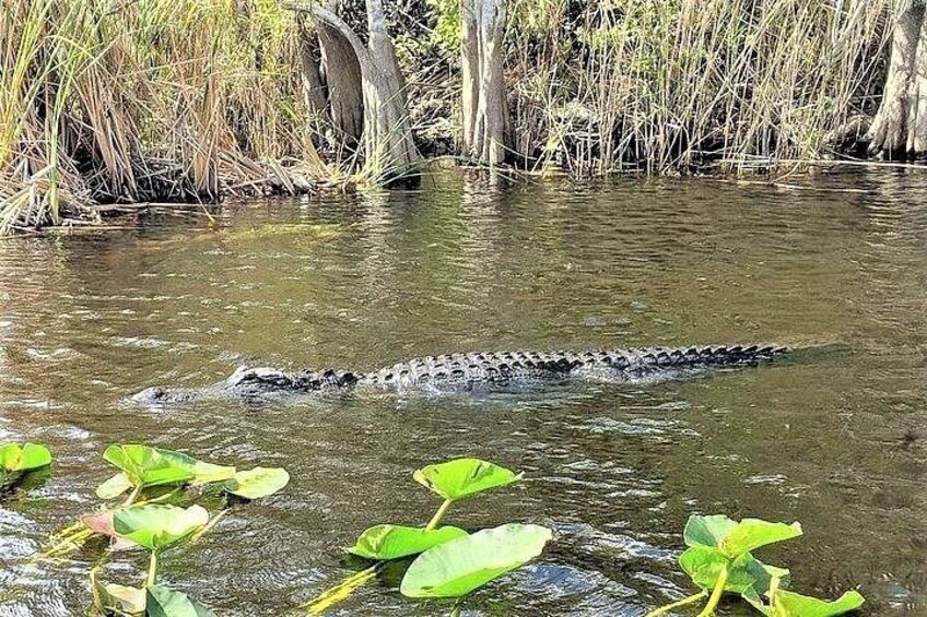 Ein Krokodil im Wasser, im Hintergrund Seerosen und Schilf. 2