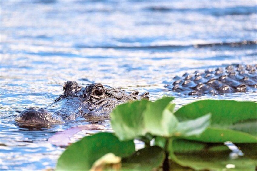 Ein Krokodil, teilweise im Wasser versunken, mit Seerosen im Vordergrund. 3