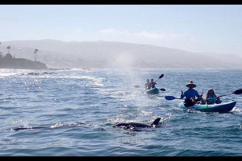 Laguna Beach Open Ocean Kayaking Tour with Sea Lion Sightings 3