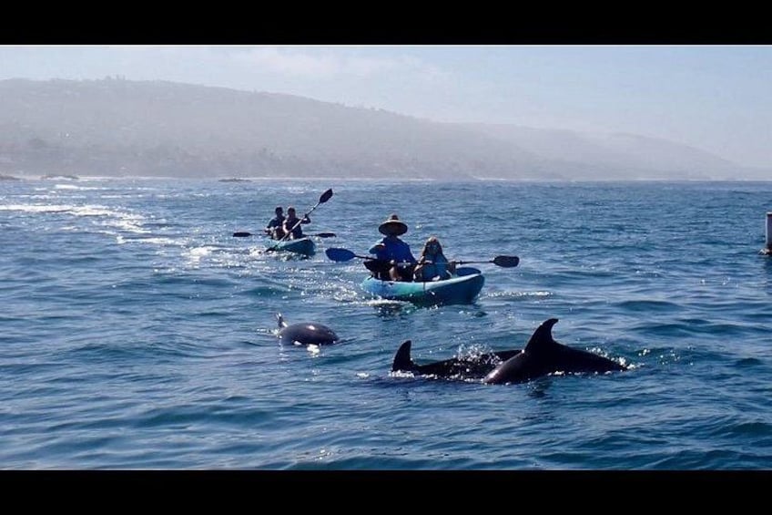 Laguna Beach Open Ocean Kayaking Tour with Sea Lion Sightings 2