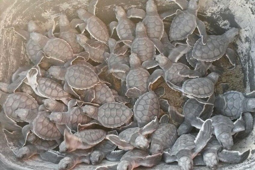 A group of sea turtles hatching on a beach. 2