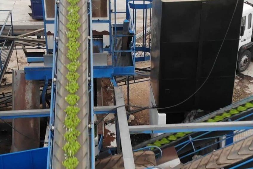 Olive Oil Excursion to an olive mill in the Lecrín Valley 4