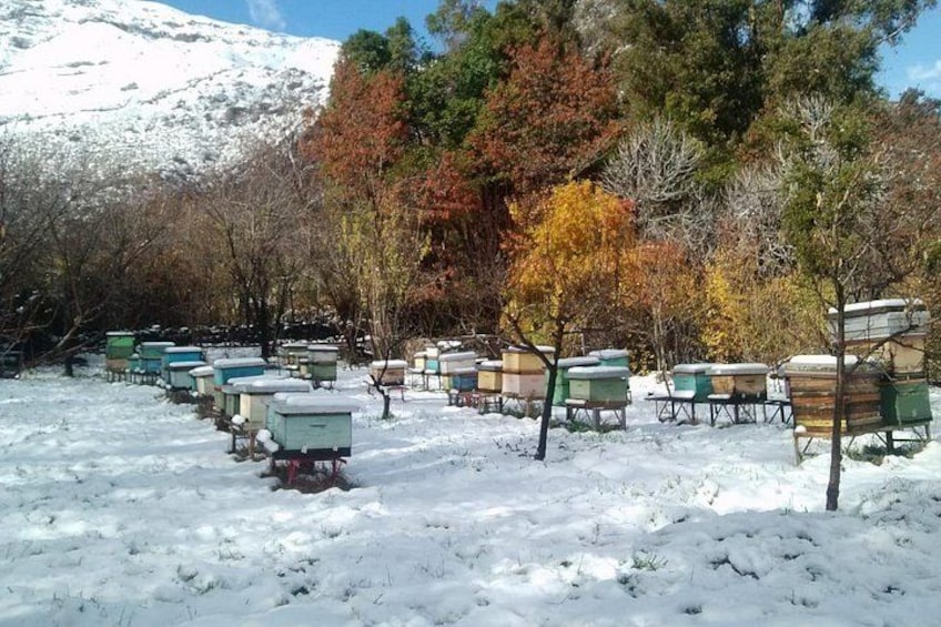 A snowy landscape with beehives and trees. 2