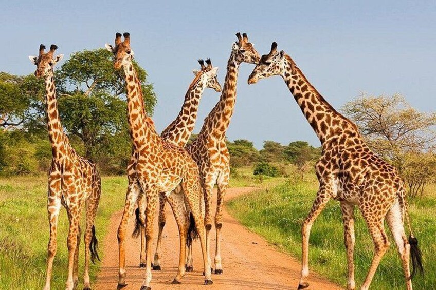 A group of giraffes on a dirt path in a grassy savanna. 5