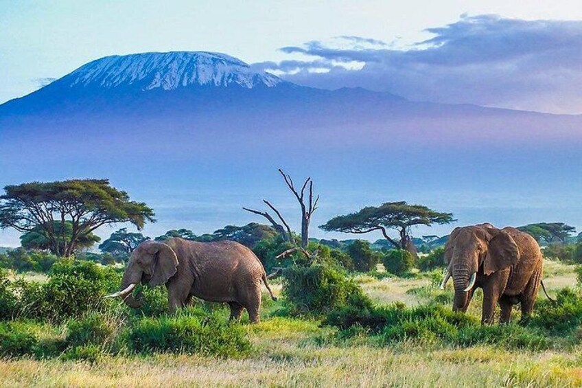 Two elephants in a grassy field with a mountain in the background. 1