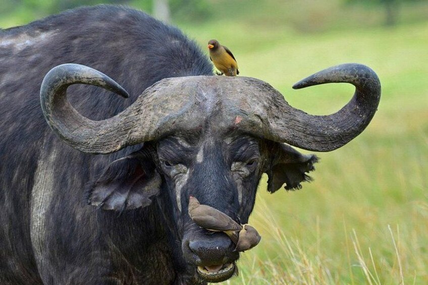 A large buffalo with prominent curved horns and a bird perched on its head. 4