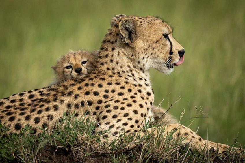 A cheetah with a cub resting on the grass. 2