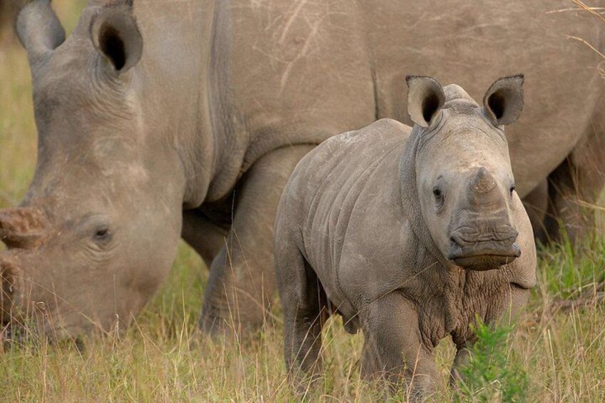 Two rhinos in a grassy field. 3