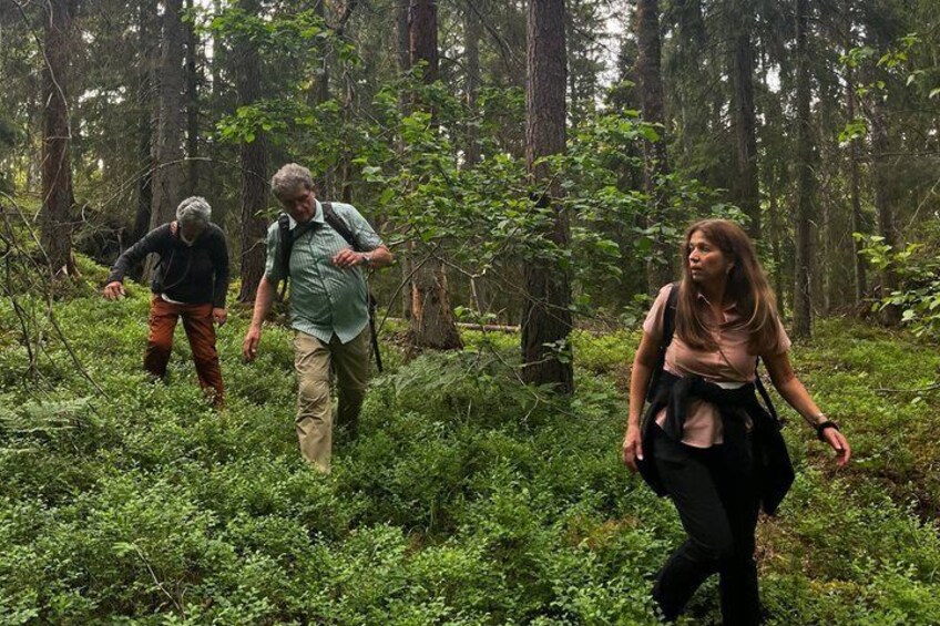 Stockholm: Sunset Hike in Tyresta National Park with Meal 5