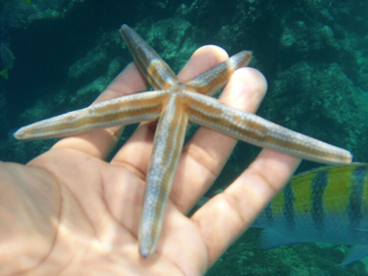 Snorkeling by the Arch at Cabo San Lucas 2
