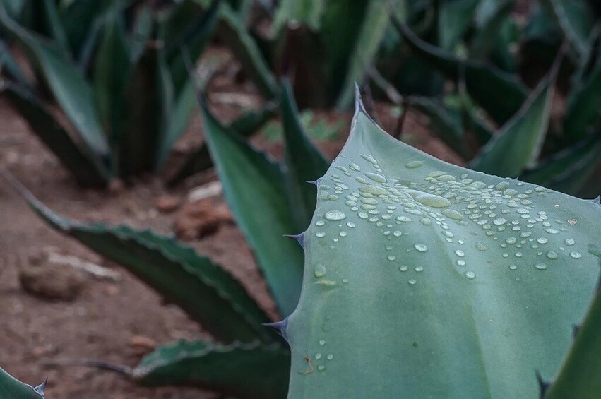 Mexico: Pulque, cider & food tour to Puebla & Tlaxcala 1
