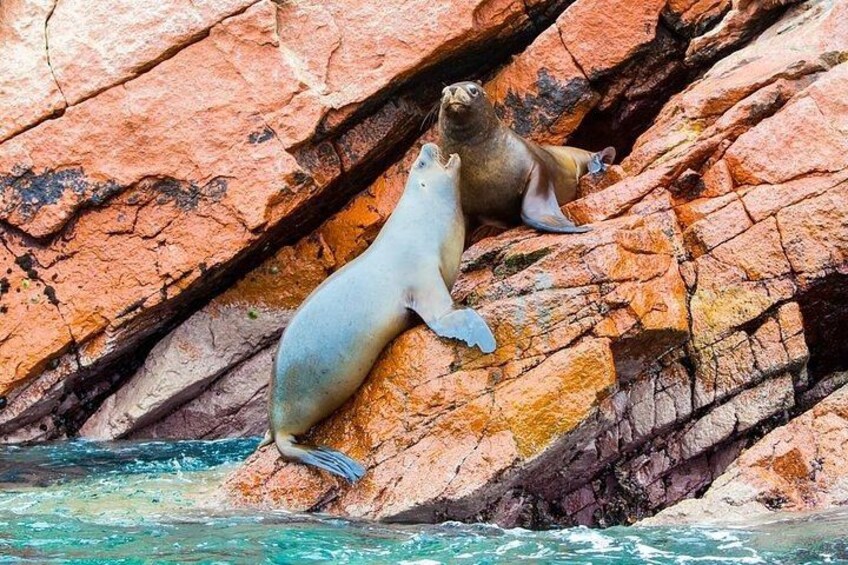 Ballestas Islands - Paracas 2